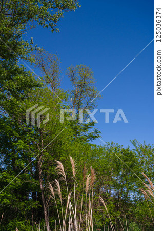 Blue sky and wildflowers, Azumino City 125036374