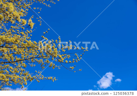 Blue sky and full-blooming Chinese quince 125036378