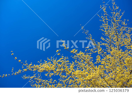 Blue sky and full-blooming Chinese quince 125036379