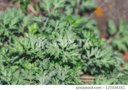 Wormwood Wormwood 125036381