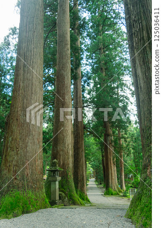 A walk through the sunlight filtering through the trees, enveloped in silence 125036411