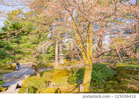 (石川縣)春天的兼六園 (石川縣)春天的兼六園 125036418