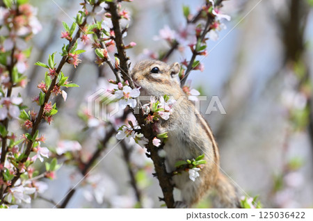 花栗鼠爬上李子樹 - 春天素材 125036422