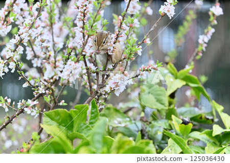 Chipmunk climbing a plum tree - Spring material 125036430
