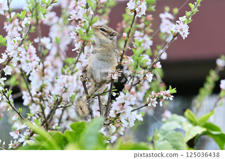 Chipmunk climbing a plum tree - Spring material Chipmunk climbing a plum tree - Spring material 125036438