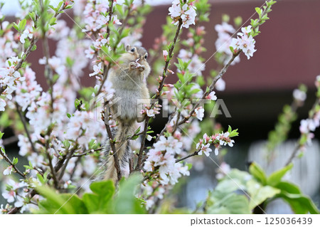 Chipmunk eating flowers, Prunus tomentosa tree, Spring material Chipmunk eating flowers, Prunus tomentosa tree, Spring material 125036439