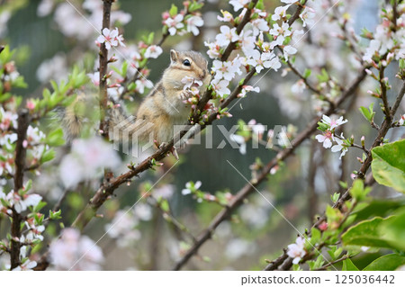 花栗鼠爬上李子樹 - 春天素材 125036442