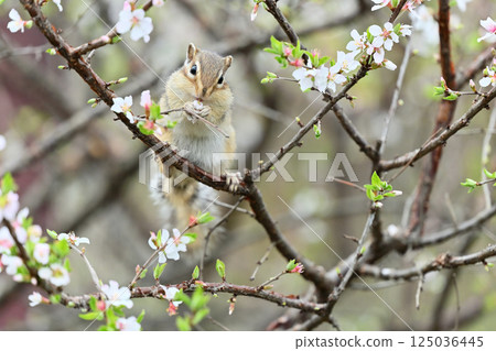 花栗鼠爬上李子樹 - 春天素材 125036445