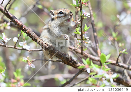 Chipmunk climbing a plum tree - Spring material 125036449