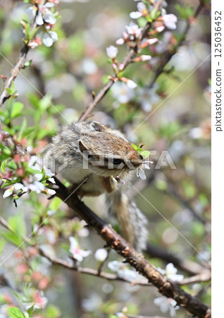 Chipmunk eating toadflax flowers - Spring material Chipmunk eating toadflax flowers - Spring material 125036452