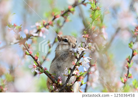 Chipmunk eating toadflax flowers - Spring material Chipmunk eating toadflax flowers - Spring material 125036458