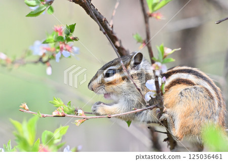 Chipmunk climbing a plum tree - Spring material 125036461
