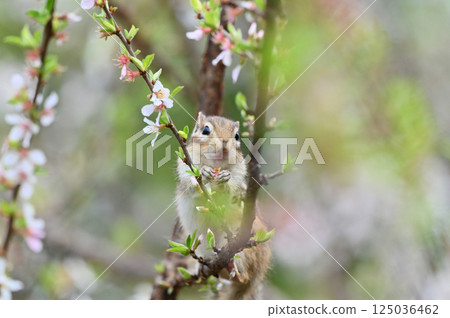 Chipmunk climbing a plum tree - Spring material 125036462