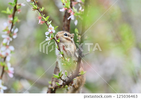 Chipmunk climbing a plum tree - Spring material 125036463