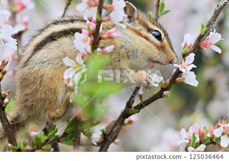 A close-up of a chipmunk's profile climbing a Japanese plum tree - Spring material 125036464