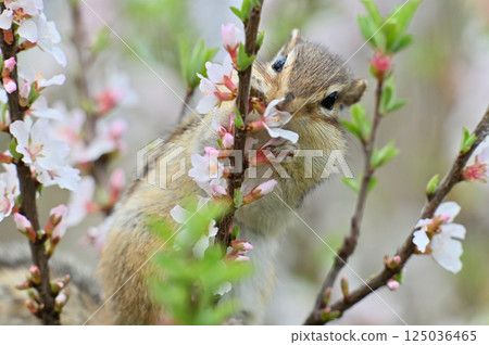 Chipmunk climbing a plum tree - Spring material 125036465