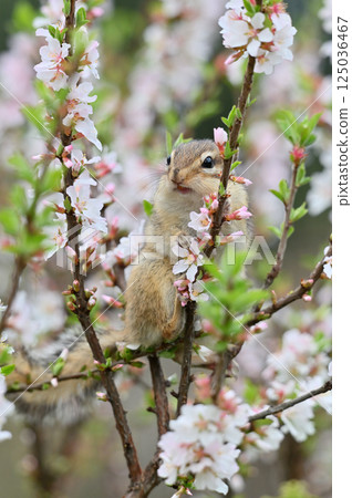Chipmunk climbing a plum tree - Spring material Chipmunk climbing a plum tree - Spring material 125036467