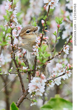 花栗鼠爬上李子樹 - 春天素材 花栗鼠爬上李子樹 - 春天素材 125036468