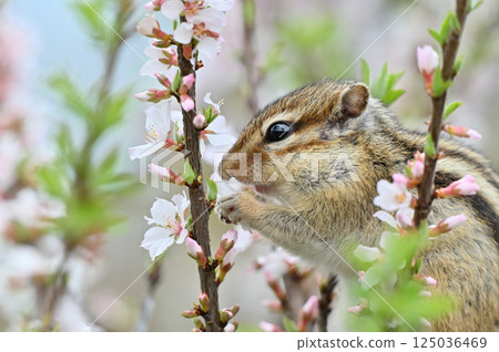 一隻花栗鼠爬上日本李子樹的特寫——春季素材 125036469