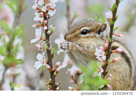 Close-up of a chipmunk eating a flower, Prunus tomentosa, spring material 125036470