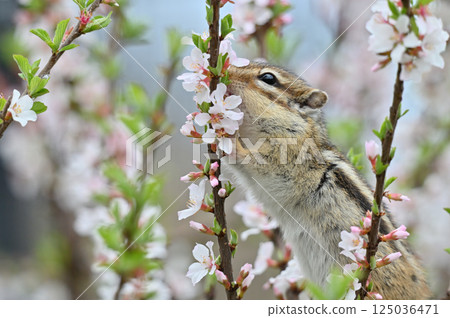 Chipmunk climbing a plum tree - Spring material Chipmunk climbing a plum tree - Spring material 125036471