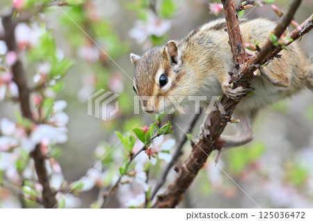Chipmunk climbing a plum tree - Spring material Chipmunk climbing a plum tree - Spring material 125036472