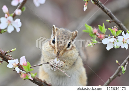 A close-up of a cute chipmunk holding a flower in both hands, Prunus tomentosa tree, spring material A close-up of a cute chipmunk holding a flower in both hands, Prunus tomentosa tree, spring material 125036473