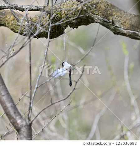 長尾山雀在蜘蛛網中築巢 長尾山雀在蜘蛛網中築巢 125036688