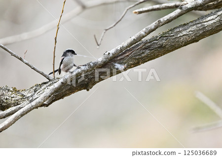 長尾山雀在蜘蛛網中築巢 長尾山雀在蜘蛛網中築巢 125036689