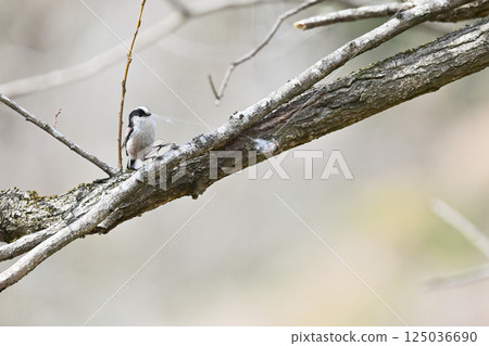 Long-tailed tit building a nest in a spider web 125036690