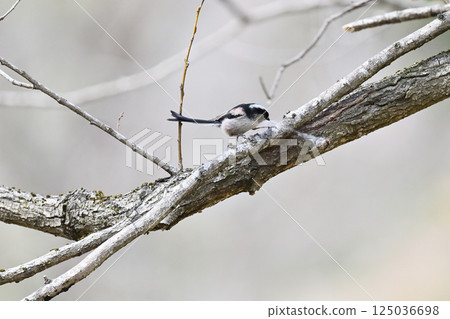 Long-tailed tit building a nest in a spider web 125036698
