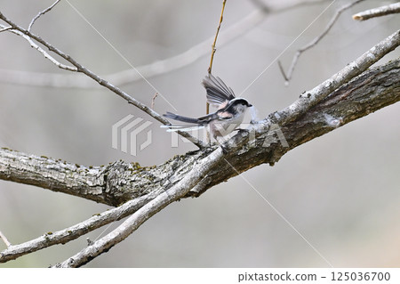 Long-tailed tit building a nest in a spider web Long-tailed tit building a nest in a spider web 125036700
