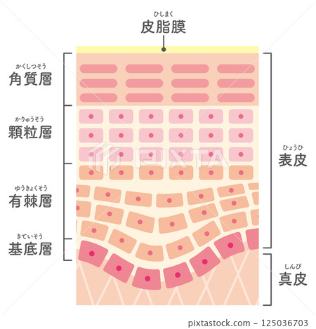 皮膚橫切面圖(含名稱) 皮膚橫切面圖(含名稱) 125036703