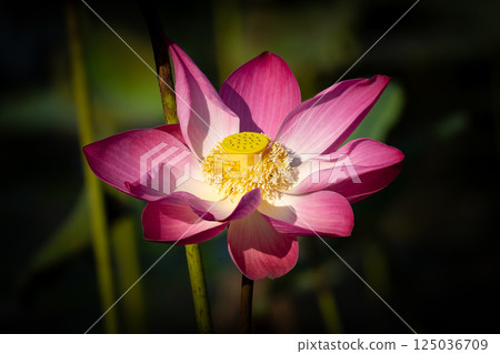 Close-up of a pink lotus flower in full bloom with yellow stamens, illuminated by natural sunlight, symbolizing purity, serenity, and spiritual beauty. Close-up of a pink lotus flower in full bloom with yellow stamens, illuminated by natural sunlight, symbolizing purity, serenity, and spiritual beauty. 125036709