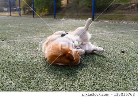 Corgi dog rolling on artificial grass in sunlight. 125036768