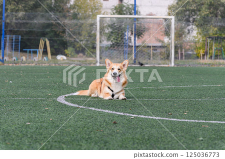 Happy corgi dog lying on green artificial turf outdoors. Happy corgi dog lying on green artificial turf outdoors. 125036773