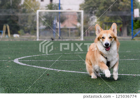 Corgi dog running on green turf with tongue out. Corgi dog running on green turf with tongue out. 125036774