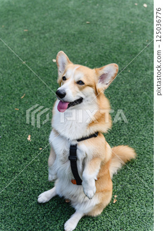 Corgi dog sitting upright on hind legs like a bunny. Corgi dog sitting upright on hind legs like a bunny. 125036776