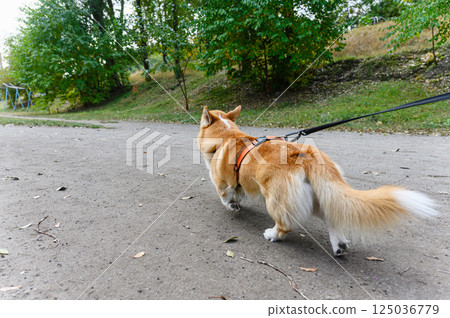 Corgi dog pulling leash during walk in park from behind. 125036779