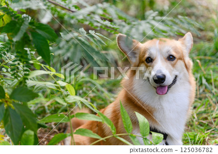 Happy corgi dog with tongue out sitting among lush green plants in the forest. 125036782