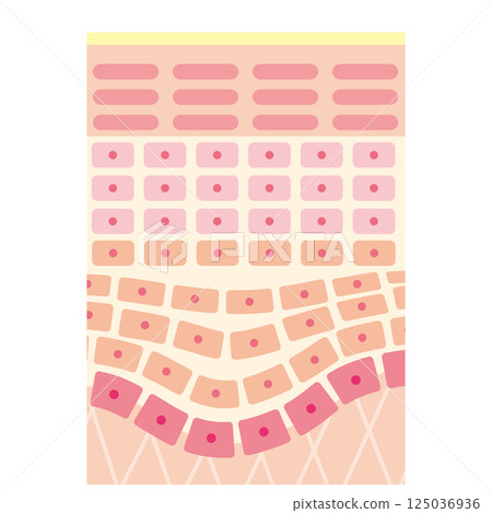Illustration of skin cross section (no name) 125036936