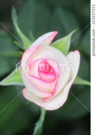 Pretty pink and white roses 125037153