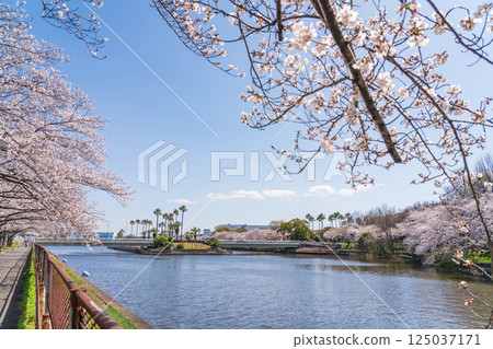 Arakogawa Park, cherry blossoms in full bloom (Nagoya City, Aichi Prefecture) 125037171