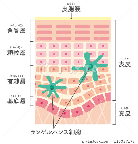 Illustration of skin cross section / Addition of Langerhans cells (with names) 125037175