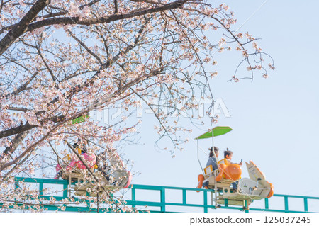 Image of cherry blossoms, cycle monorail, and amusement park during spring break Image of cherry blossoms, cycle monorail, and amusement park during spring break 125037245