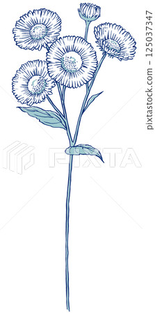 A single daisy with four flowers and one bud, brush-drawn and painted in two colors 125037347
