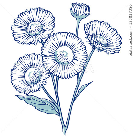 一朵可食用雛菊的特寫，有四朵花和一個花蕾，用兩種顏色繪製 125037350