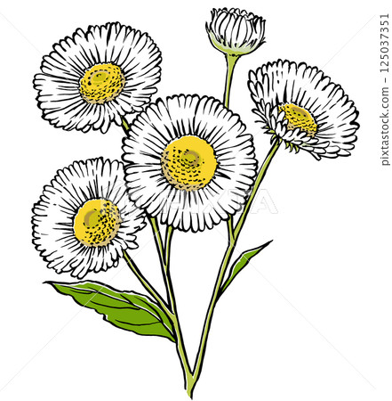 Close-up of an edible daisy with four flowers and one bud, brush-drawn and matte-painted Close-up of an edible daisy with four flowers and one bud, brush-drawn and matte-painted 125037351