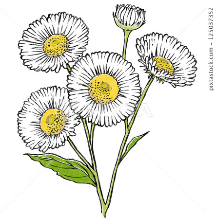 Close-up of an edible daisy with four flowers and one bud, print-style Close-up of an edible daisy with four flowers and one bud, print-style 125037352