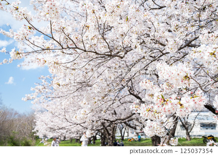 【武庫川河畔公園】假日櫻花盛開的公園 【武庫川河畔公園】假日櫻花盛開的公園 125037354